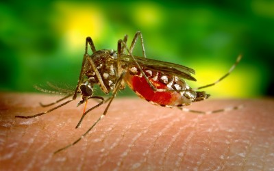 Protect Your Home And Office From Dengue and Zika Virus